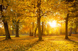 Foto: Park im Herbst mit Sonnenstrahlen Park im Herbst mit Sonnenstrahlen