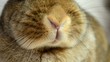 Hase atmet