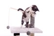 junge Katze spielt mit Maus