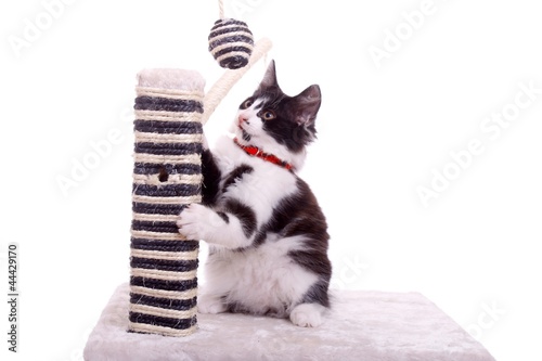 Photo: spielende junge Katze spielende junge Katze