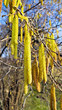 Blüten eines Hasel im Frühjahr. Allergie
