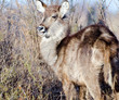 Closeup to young Waterbuck