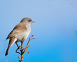 Cape Sparrow with blues
