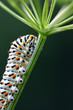 Chenille