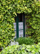 Fenster mit Efeu umwachsen
