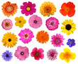 Blumen malve, aster, zinnie, dahlie, kalendula...
