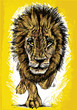 Sketch of a big male African lion