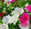 Petunie - petunia 16