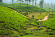 Tea plantation landscape