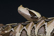 Gaboon viper / Bitis gabonica rhinoceros