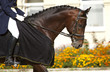 Foto: dressage horse dressage horse