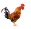 Foto: Screaming cock. isolated Screaming cock. isolated