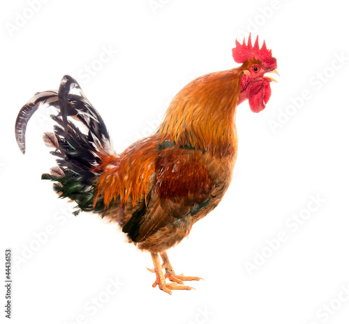 Photo: Screaming cock. isolated Screaming cock. isolated