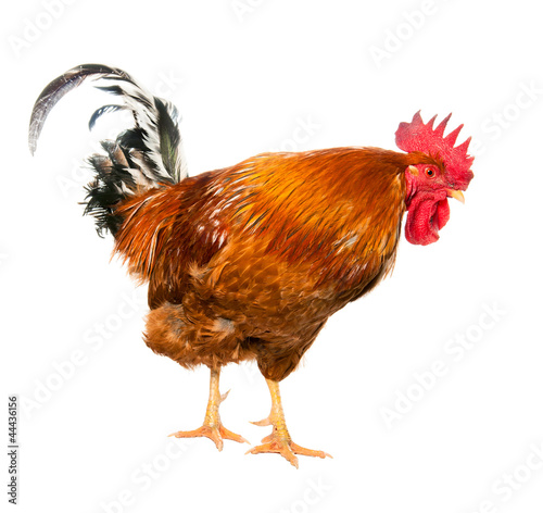 Foto: An adult rooster on white background. isolated An adult rooster on white background. isolated