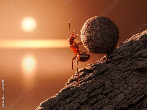 Photo: ant Sisyphus rolls stone uphill on mountain, concept ant Sisyphus rolls stone uphill on mountain, concept