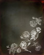 Old rose illustration