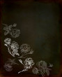 Old rose illustration