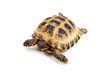 Photo: Asian or Russian tortoise Asian or Russian tortoise