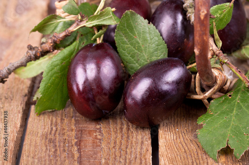 Photo: große frische Pflaumen große frische Pflaumen