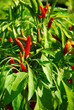 Thai Dragaon Chili Schoten am Strauch