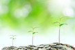 Tree growing on moneys with green background