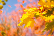 Ahornbaum im Herbstlicht