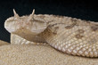 Saharan horned viper / Cerastes cerastes