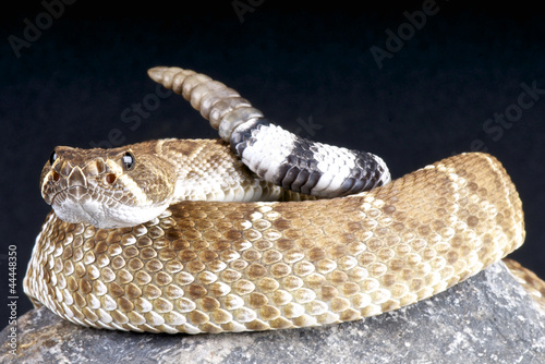 Photo: Red rattlesnake / Crotalus ruber Red rattlesnake / Crotalus ruber