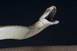 Photo: Attacking Black mamba / Dendroaspis polylepis Attacking Black mamba / Dendroaspis polylepis