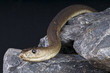 Black mamba / Dendroaspis polylepis