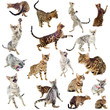 chats bengal
