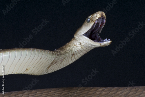 Photo: Attacking Black mamba / Dendroaspis polylepis Attacking Black mamba / Dendroaspis polylepis