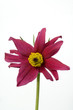 Kuechenschelle, Pulsatilla vulgaris
