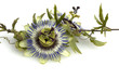 Passionsblume, Passiflora caerulea