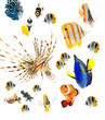 Foto: fish, reef fish, marine fish party isolated on white background fish, reef fish, marine fish party isolated on white background