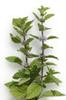 Pfefferminze; Mentha x piperita