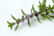 Pfefferminze; Mentha x piperita