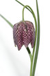 Schachbrettblume, Fritillaria meleagris