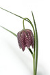 Schachbrettblume, Fritillaria meleagris
