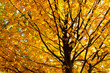 Herbststimmung
