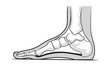 Medial foot anatomy