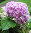 Hortensia rose aprés la pluie