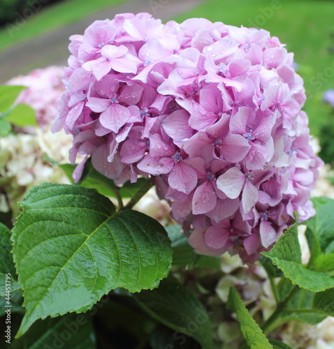 Photo: Hortensia rose aprés la pluie Hortensia rose aprés la pluie