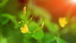 Video: small yellow flowers. shot slider. small yellow flowers. shot slider.