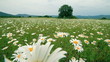 Wild daisies in meadow