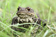 Erdkröte im Gras