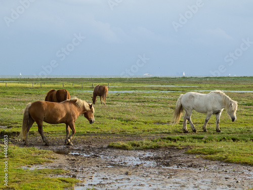 Photo: PFerde auf Juist 12 PFerde auf Juist 12