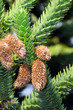 Araucaria - Araucariaceae