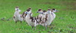 Nilgänse-9991b1