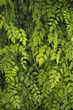textura hojas_verdes